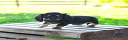 Miniature Dachshund dogs for sale: Shayla - Ad 4