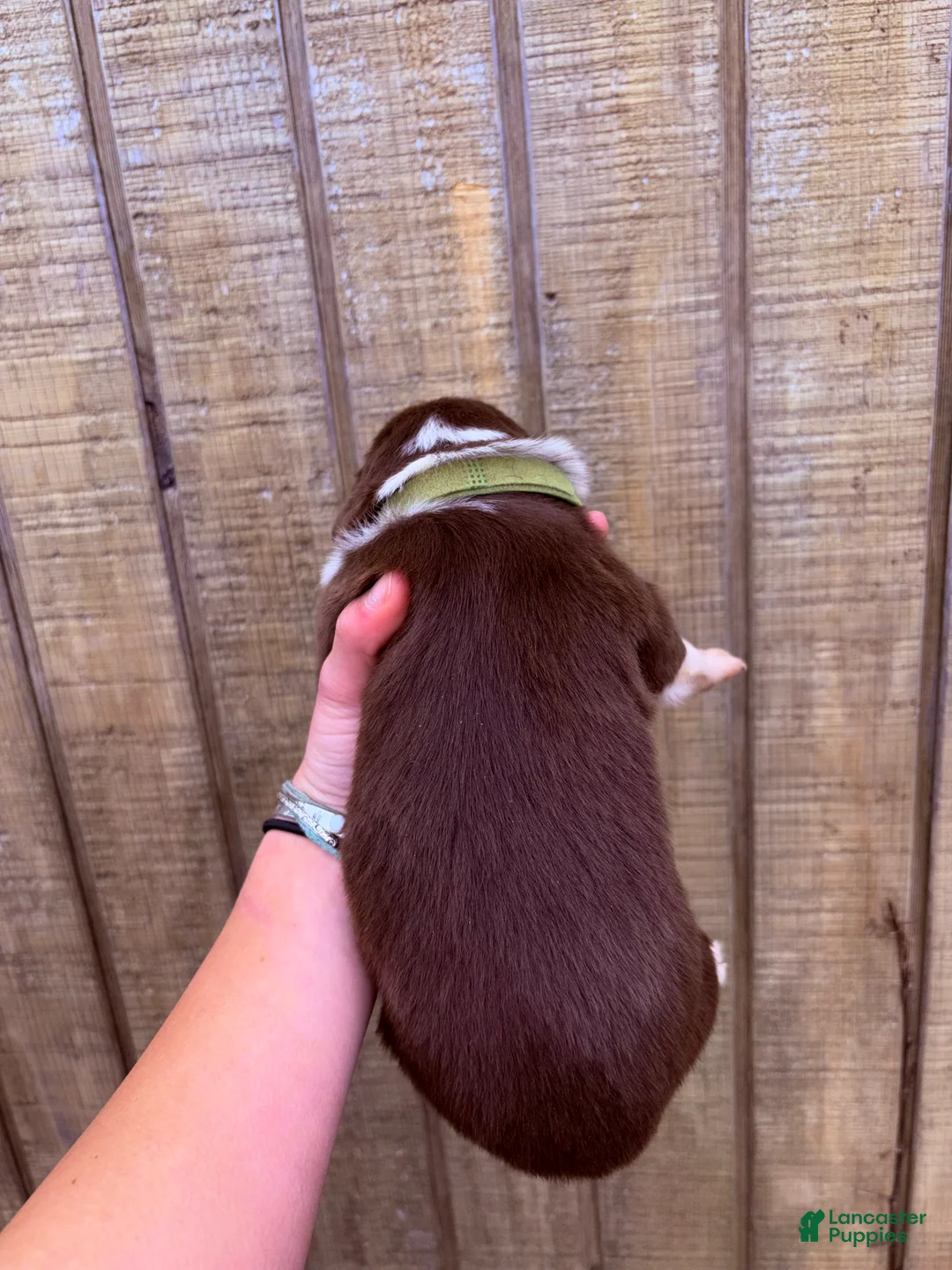 Australian Shepherd dogs for sale: Australian Shepherd Puppy 6 - Ad 2