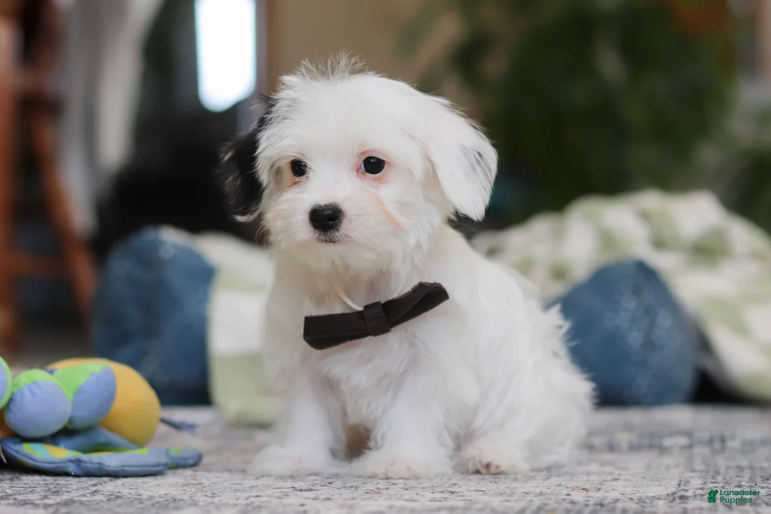 Morkie dogs for sale: Bobby - Ad 2
