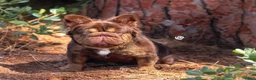French Bulldog dogs for stud: Open for stud service - Ad 5