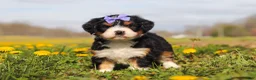 Mini Bernedoodle dogs for sale: Kayla - Ad 4