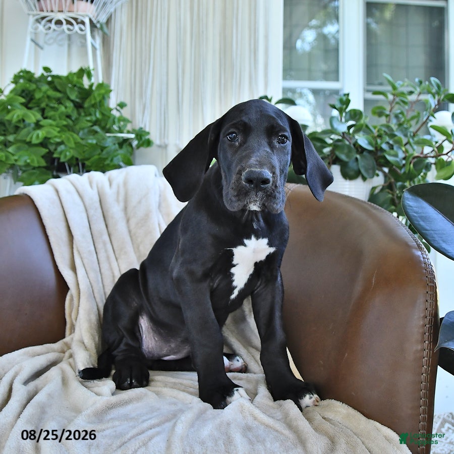 Great Dane dogs Bridget - Ad 2