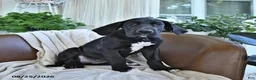 Great Dane dogs for sale: Bridget - Ad 2