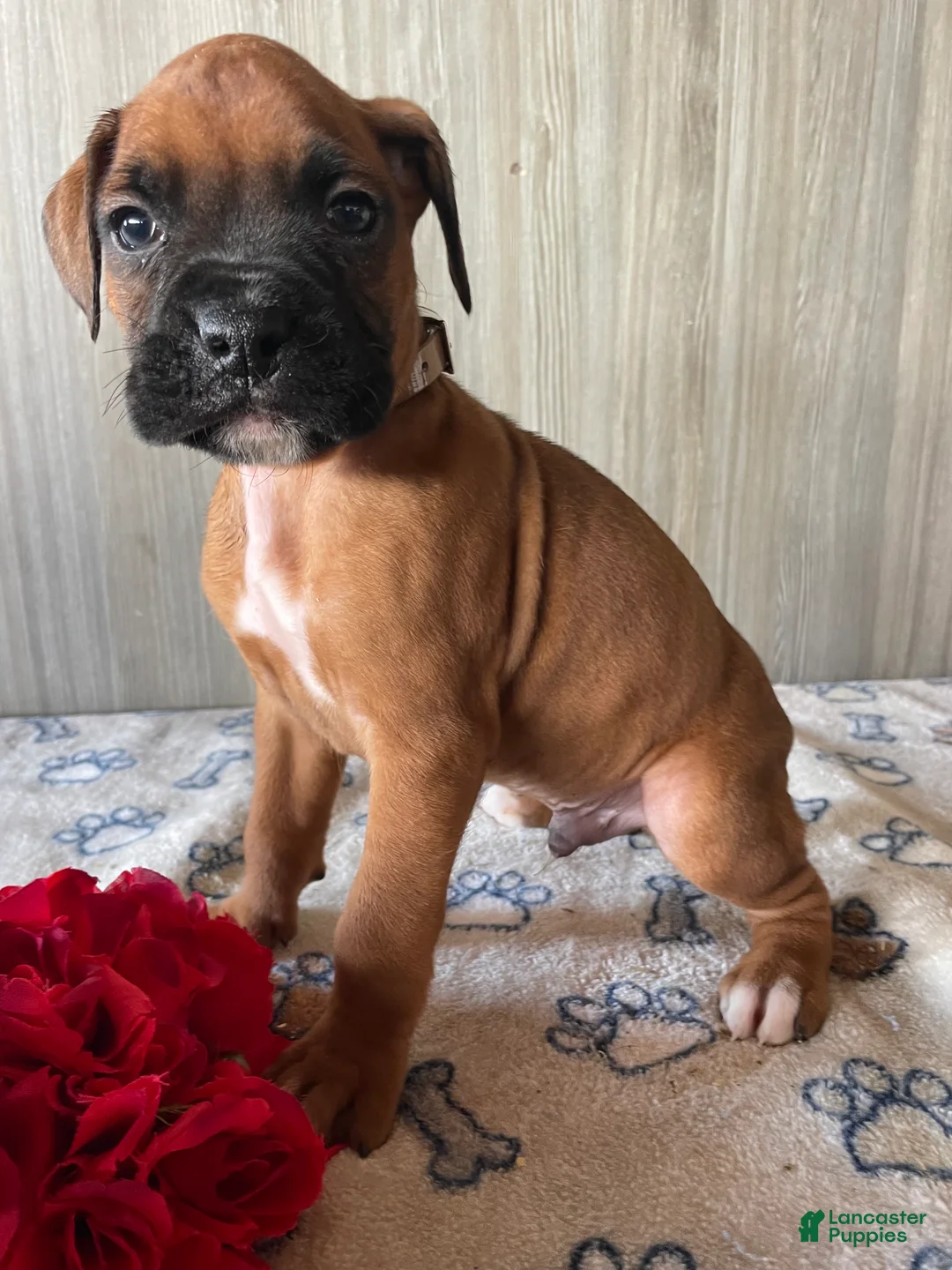Boxer dogs for sale: Bentley - Ad 4