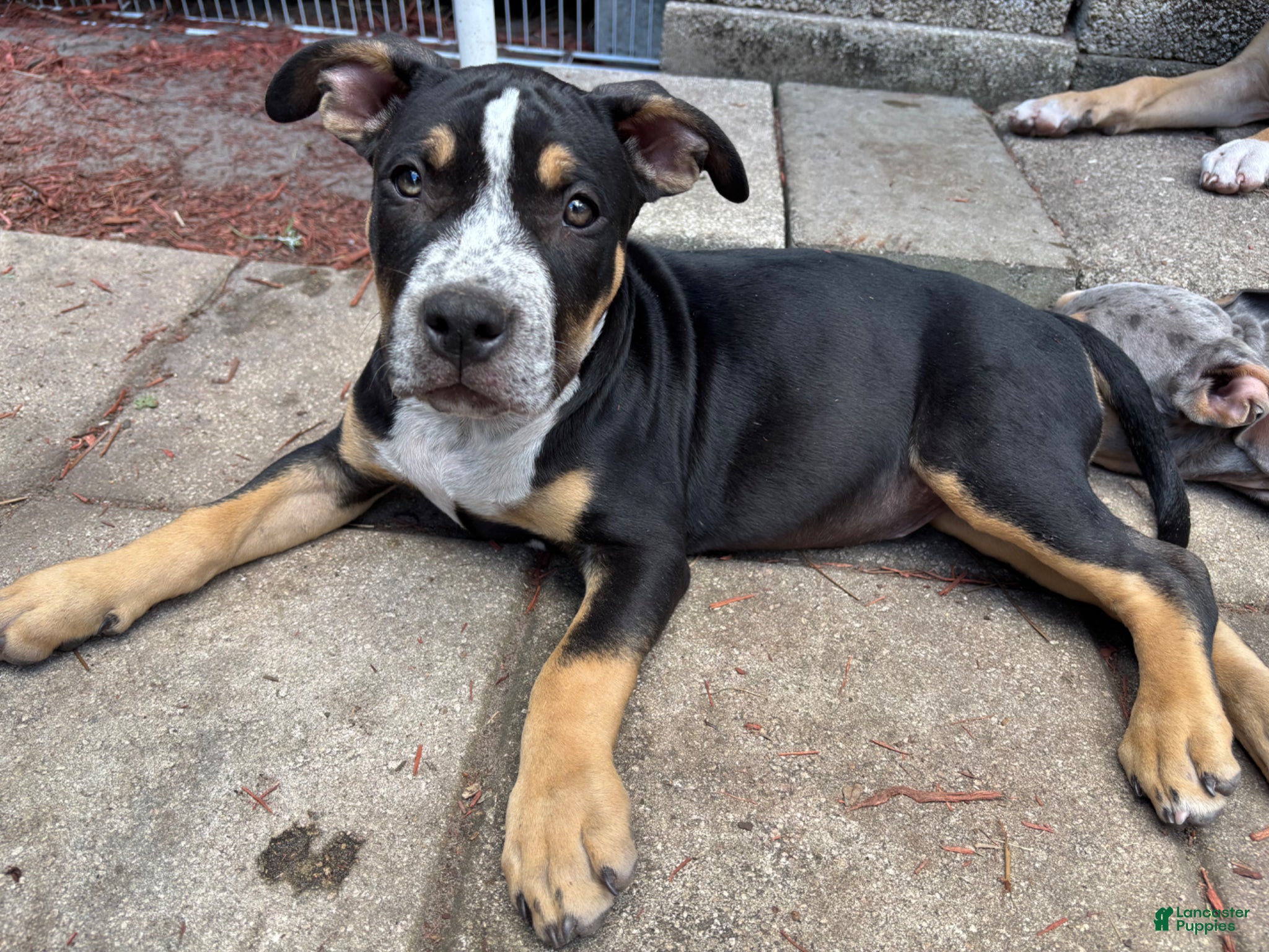 American Bully dogs American Bully Puppy 1 Oreo - Ad 31