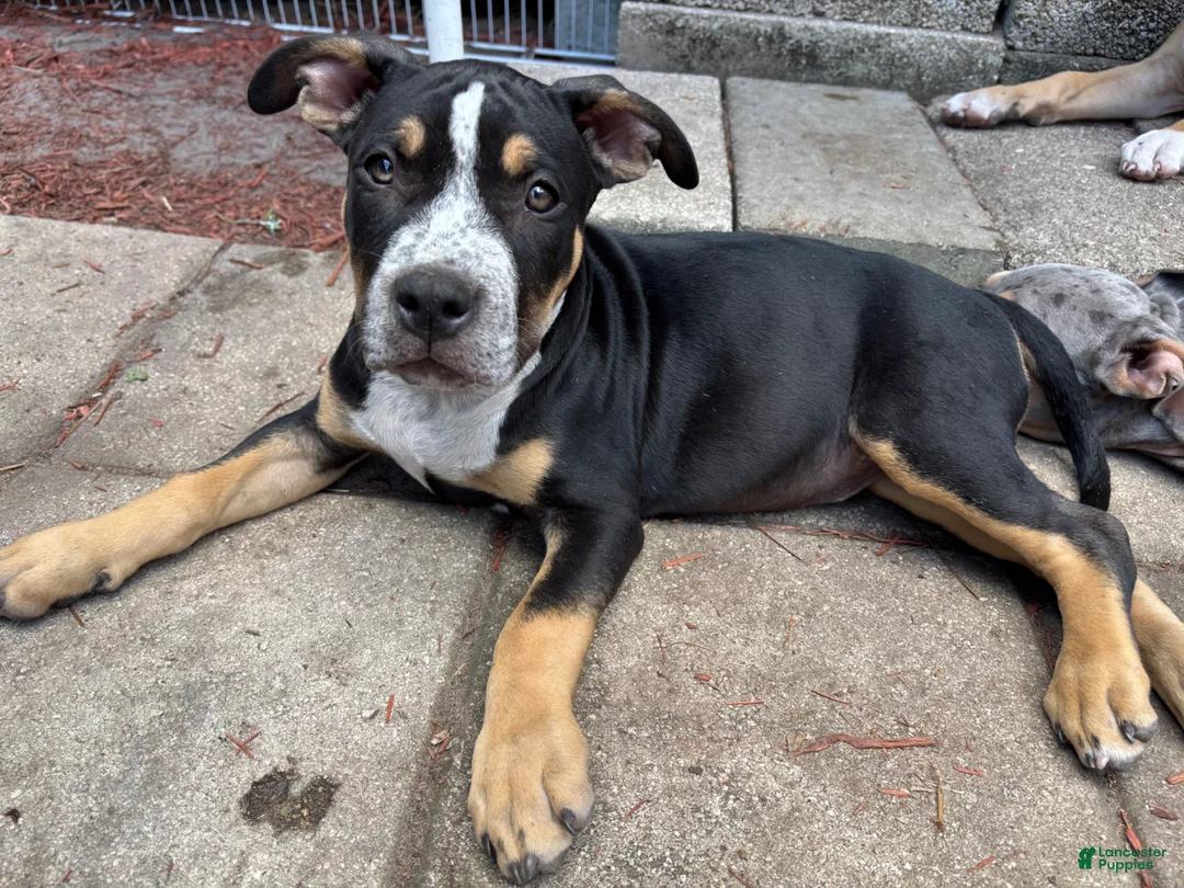 American Bully dogs for sale: American Bully Puppy 1 Oreo - Ad 1