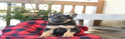 German Shepherd dogs for sale: Mocha - Ad 1