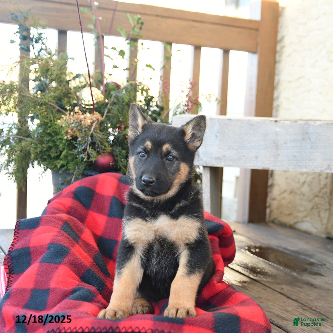 German Shepherd dogs for sale: Mocha - Ad 1