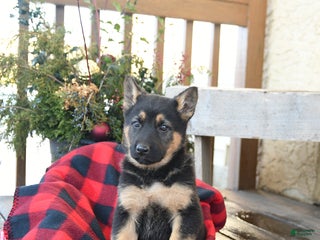 German Shepherd dogs Mocha - Ad 24