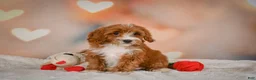Cavapoo dogs for sale: Carter - Ad 9