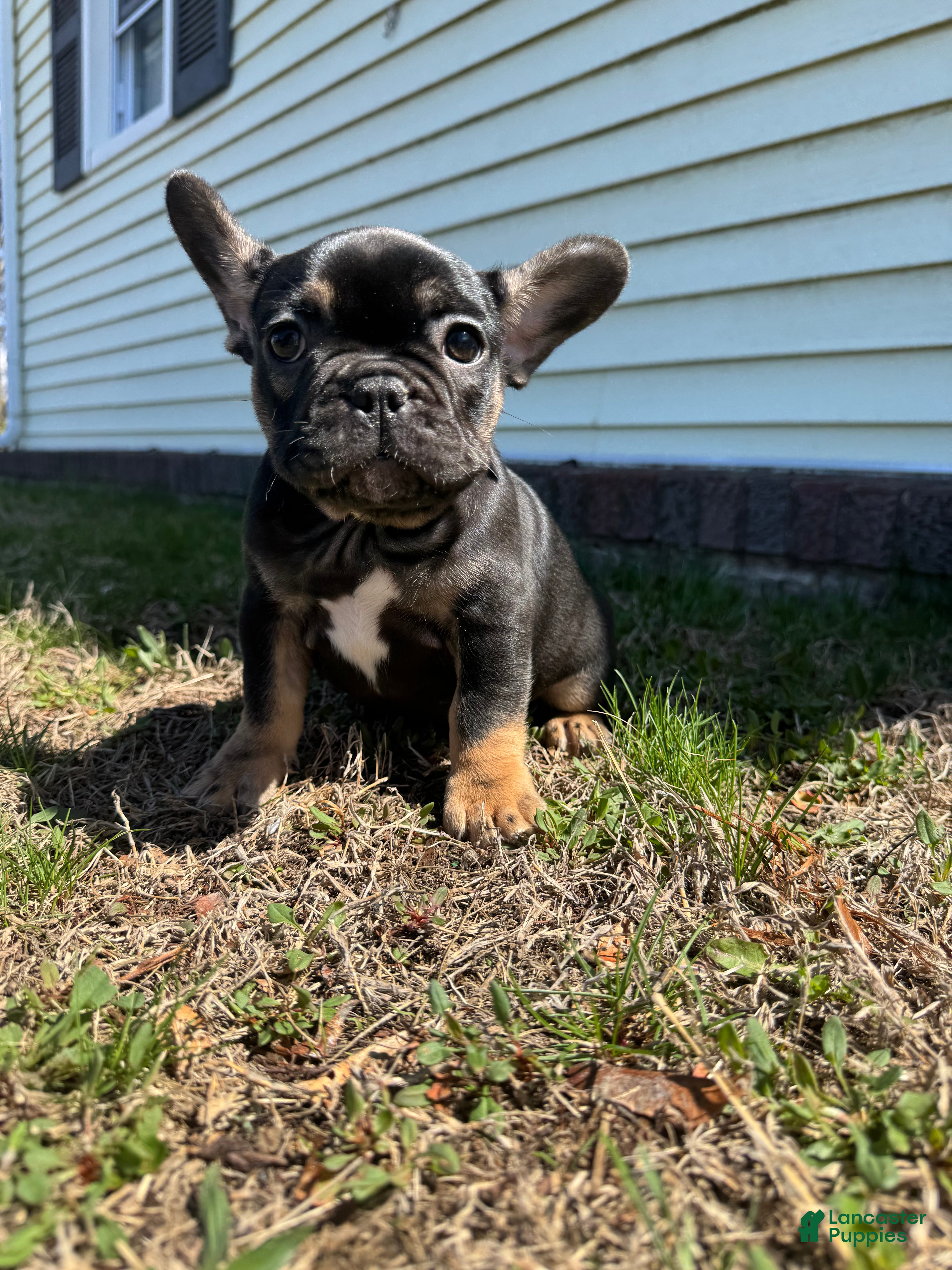 French Bulldog dogs Venus - Ad 1