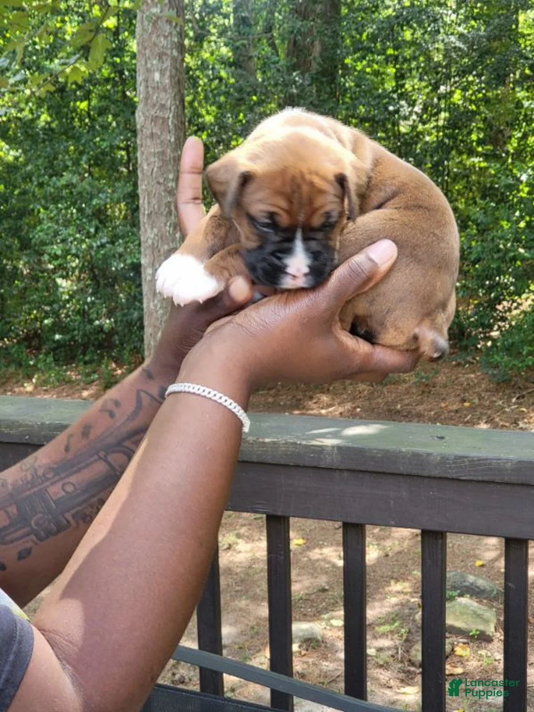 Boxer dogs for sale: Boxer 6 - Ad 2