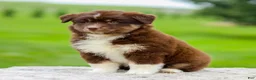 Miniature Australian Shepherd dogs for sale: Gordon - Ad 4