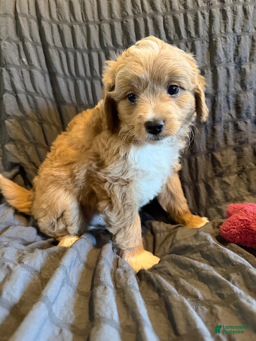 Mini Goldendoodle dogs for sale: Mini Goldendoodle Puppy 4 - Ad 2
