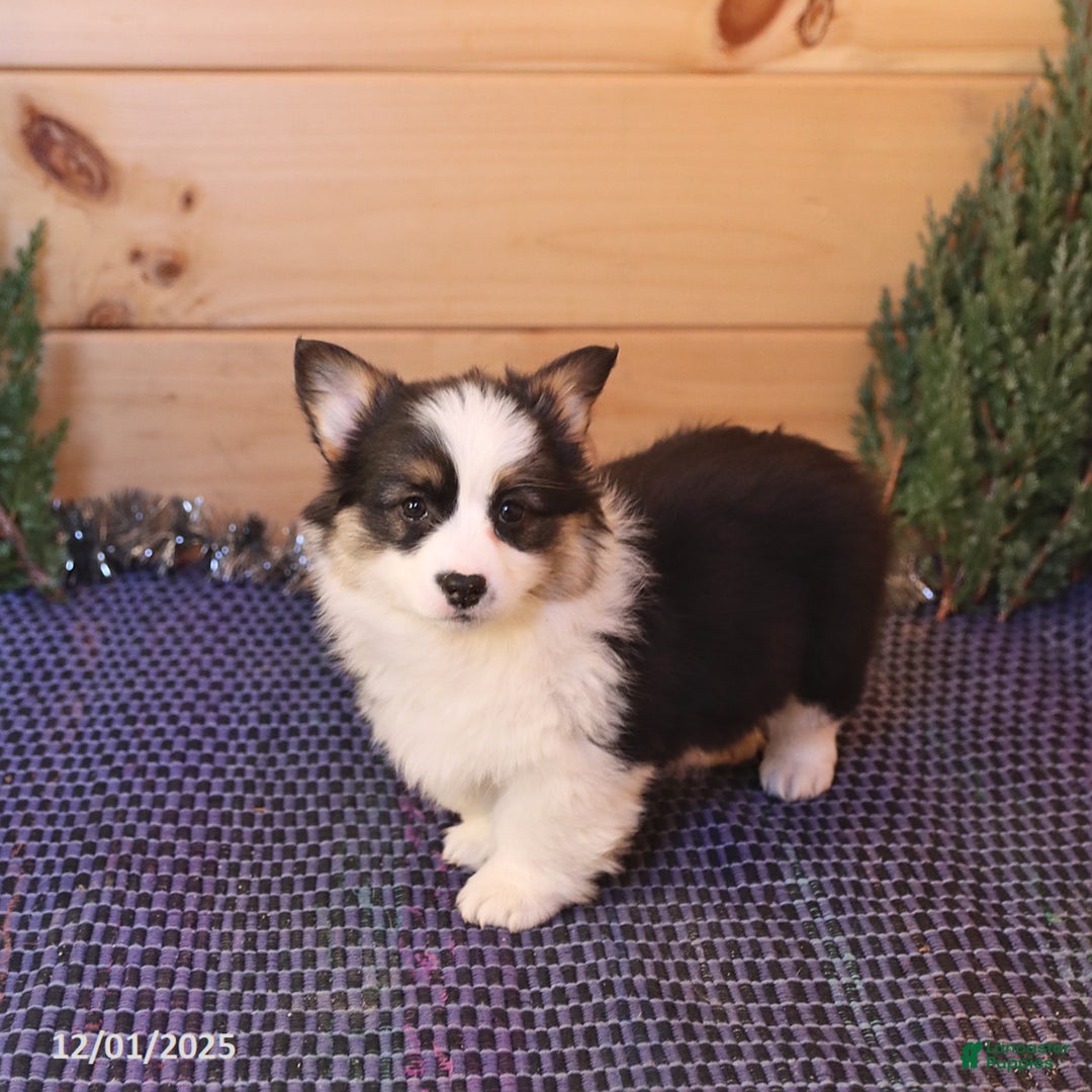 Welsh Corgi Pembroke dogs for sale: Heather - Ad 3