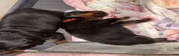 Rottweiler dogs for sale: Rottweiler 4 red collar - Ad 13