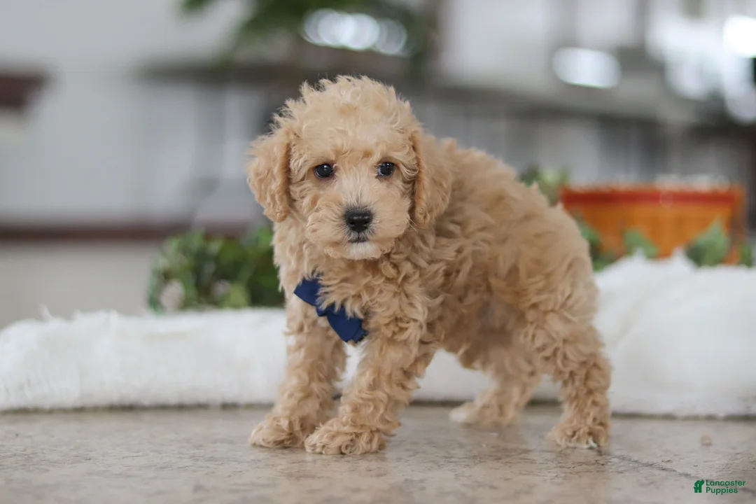 Schnoodle dogs for sale: Bruno - Ad 5