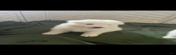 Samoyed dogs for sale: Male - Navy - Ad 1