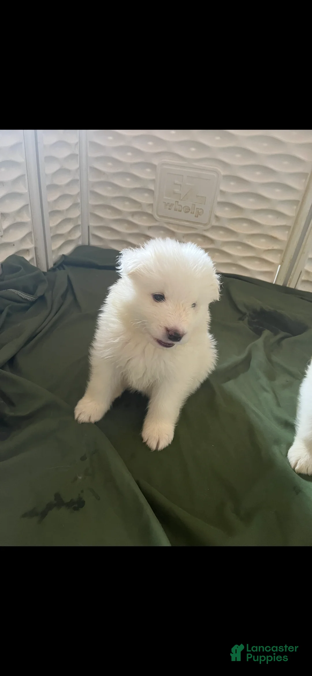 Samoyed dogs for sale: Male - Navy - Ad 1