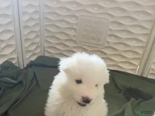 Samoyed dogs Male - Navy - Ad 8
