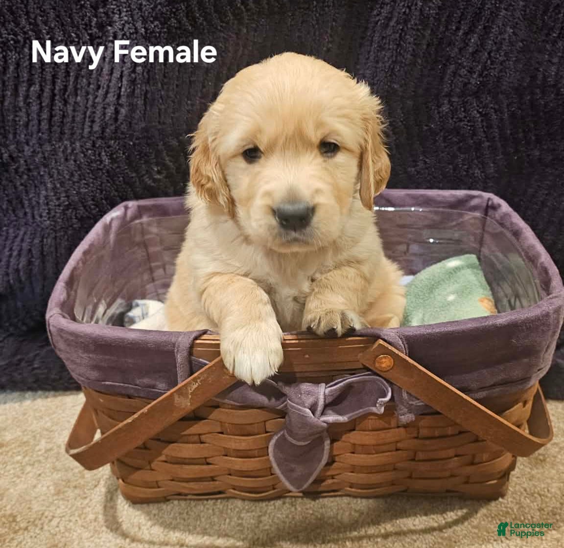 Golden Retriever dogs Golden Retriever Puppy 2 - Ad 33