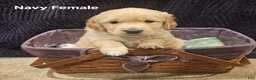 Golden Retriever dogs for sale: Golden Retriever Puppy 2 - Ad 1