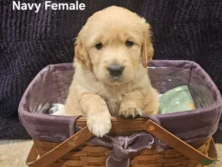 Golden Retriever dogs Golden Retriever Puppy 2 - Ad 33