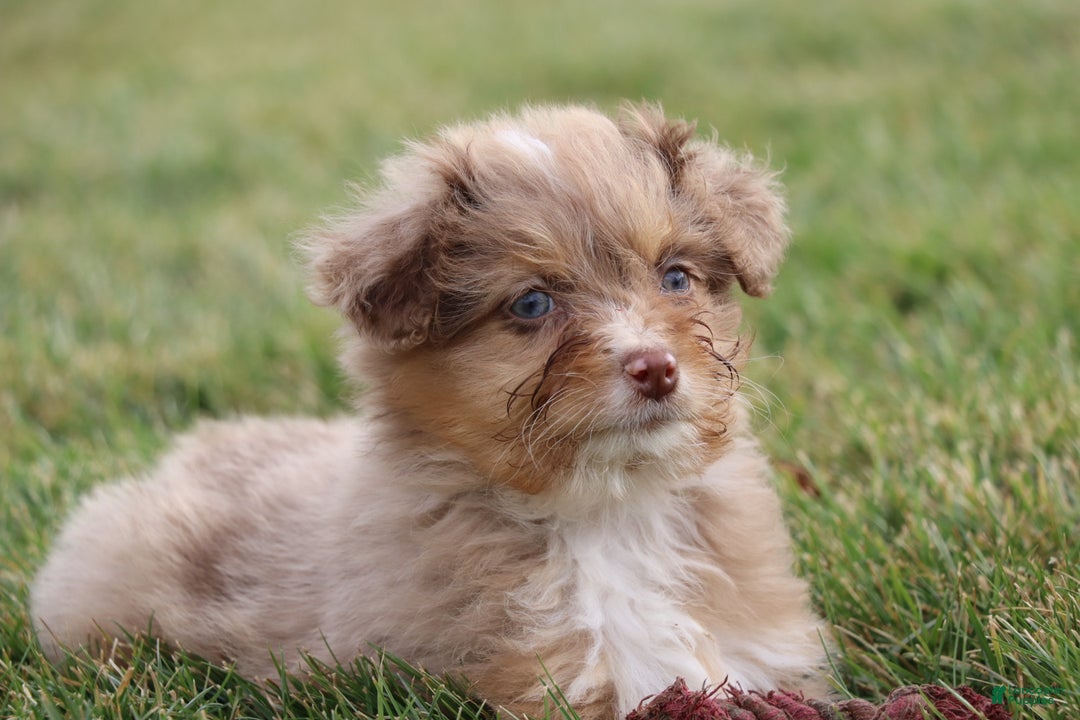 Mixed Breed dogs for sale:  dolly - Ad 2