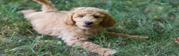 Standard Poodle dogs for sale: Leo - Ad 21