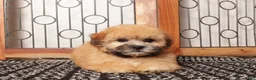 Shorkie dogs for sale: Rex - Dapper Shorkie  - Ad 3