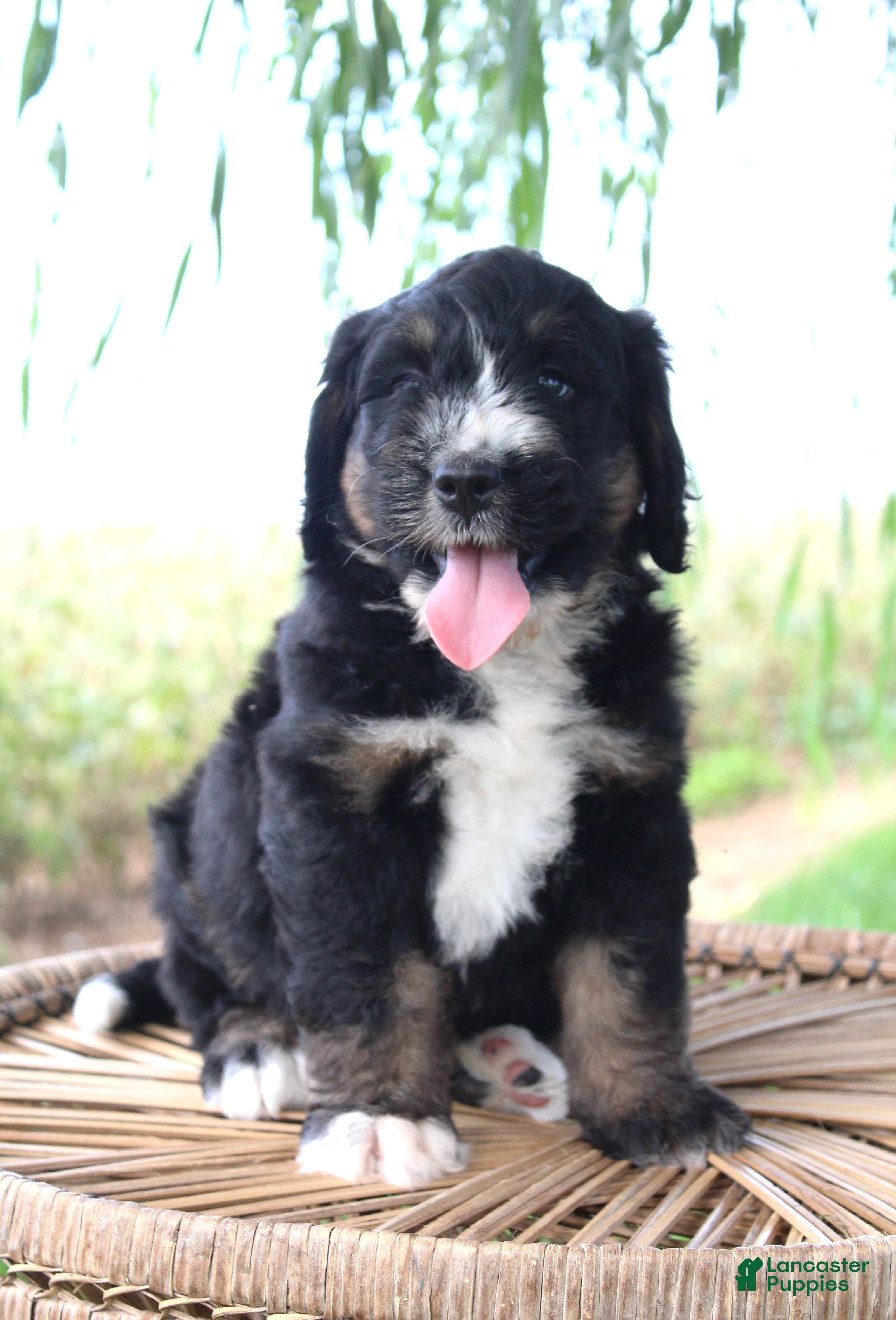 Bernedoodle dogs Hailey - Ad 2