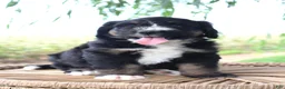 Bernedoodle dogs for sale: Hailey - Ad 2
