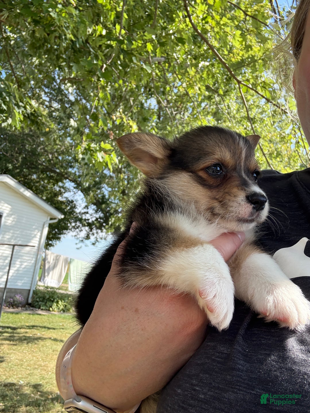 Welsh Corgi Pembroke dogs for sale: Jesse - Ad 7