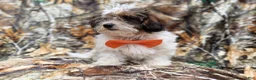 Shihpoo dogs for sale: Dagger - Ad 5
