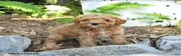 Havapoo dogs for sale: Toby - Ad 4