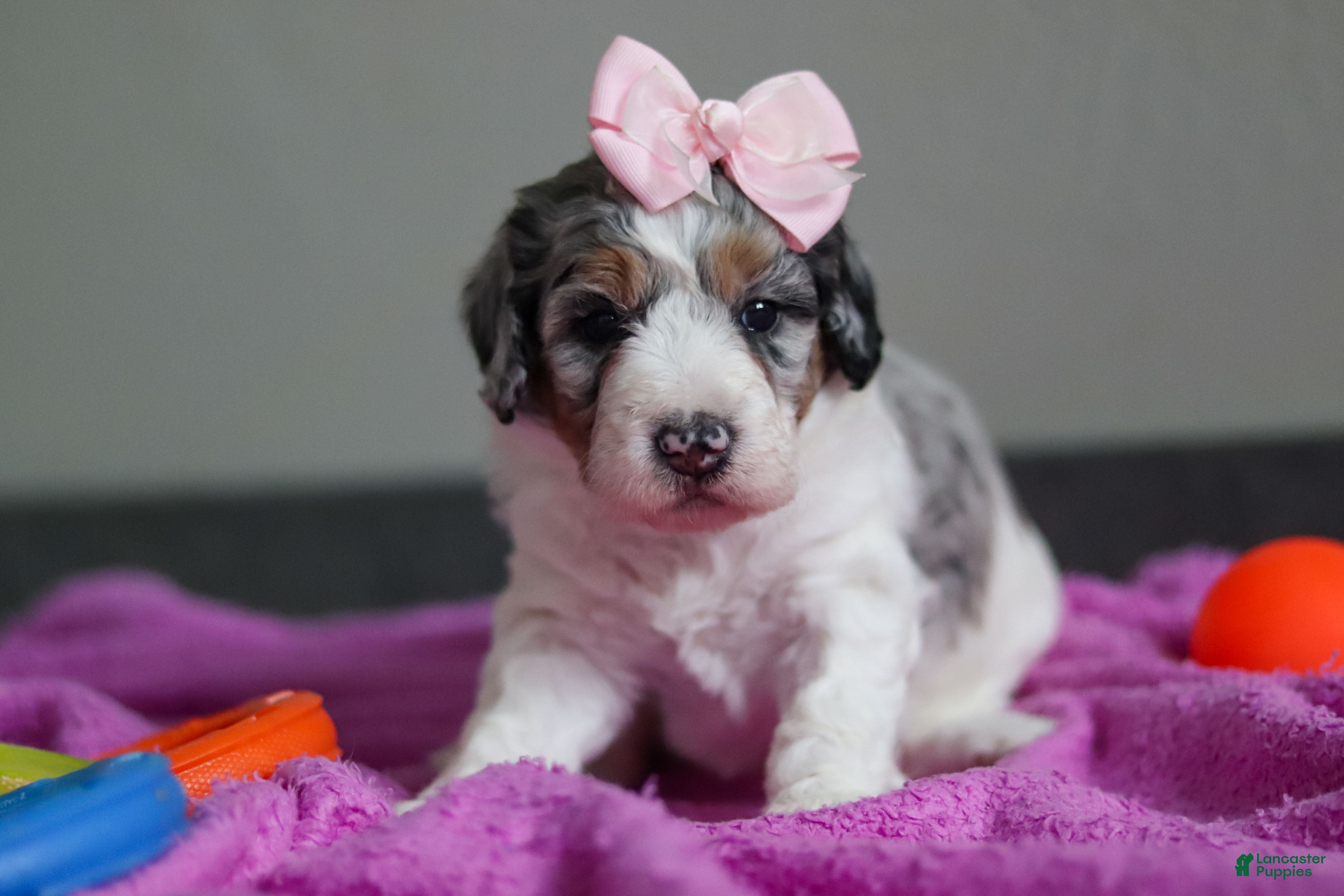 Mini Bernedoodle dogs Jasmine - Ad 23