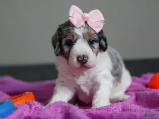 Mini Bernedoodle dogs Jasmine - Ad 30