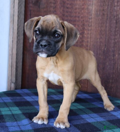 Boxer dogs Tonya  - Ad 2