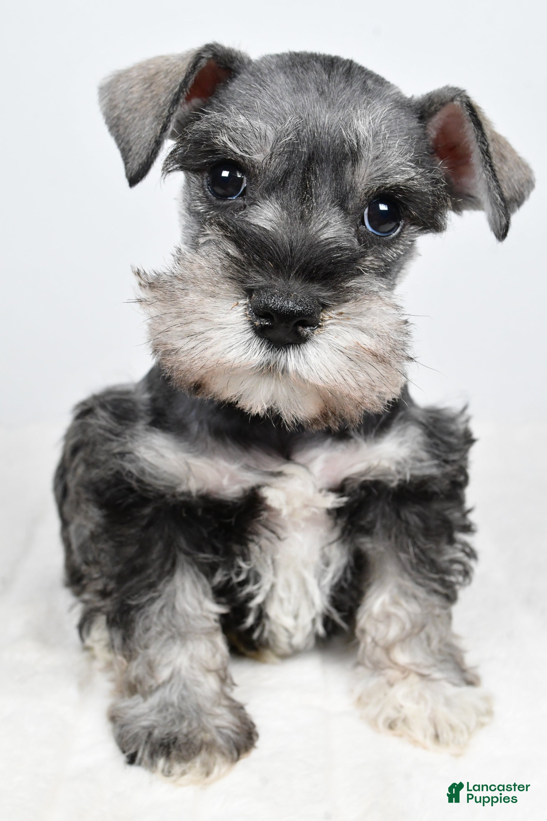 Miniature Schnauzer dogs Laci - Ad 2