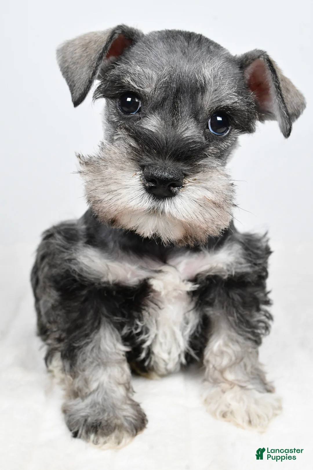 Miniature Schnauzer dogs for sale: Laci - Ad 2