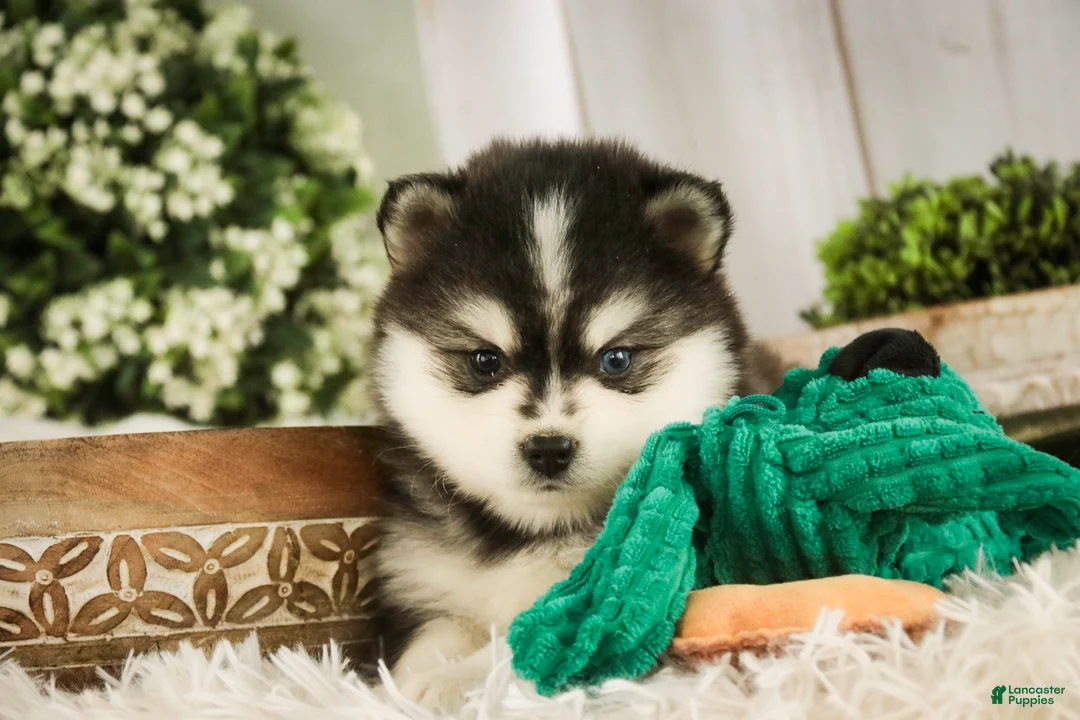 Pomsky dogs for sale: Sterling - Ad 5