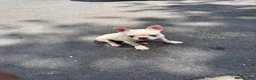 French Bulldog dogs for sale: Suzie - Ad 4