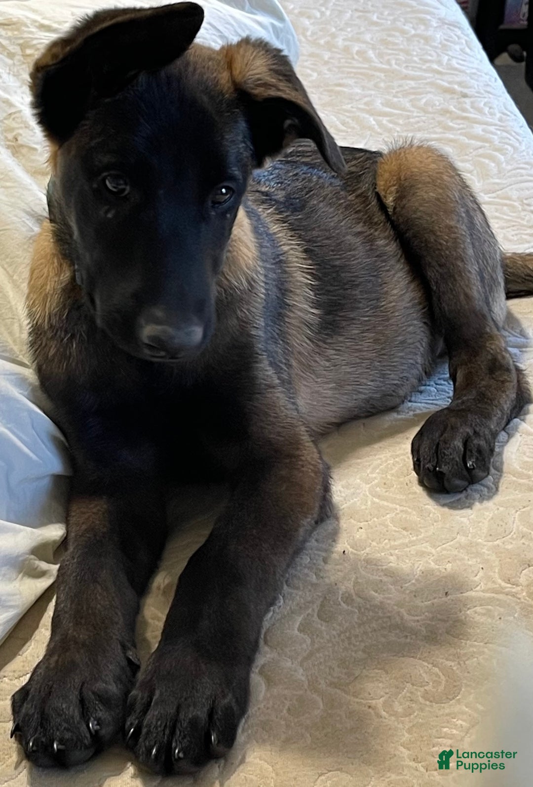 Belgian Malinois dogs for sale: Belgian Malinois Puppy 2 - Ad 1