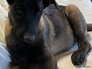 Belgian Malinois dogs Belgian Malinois Puppy 2 - Ad 37