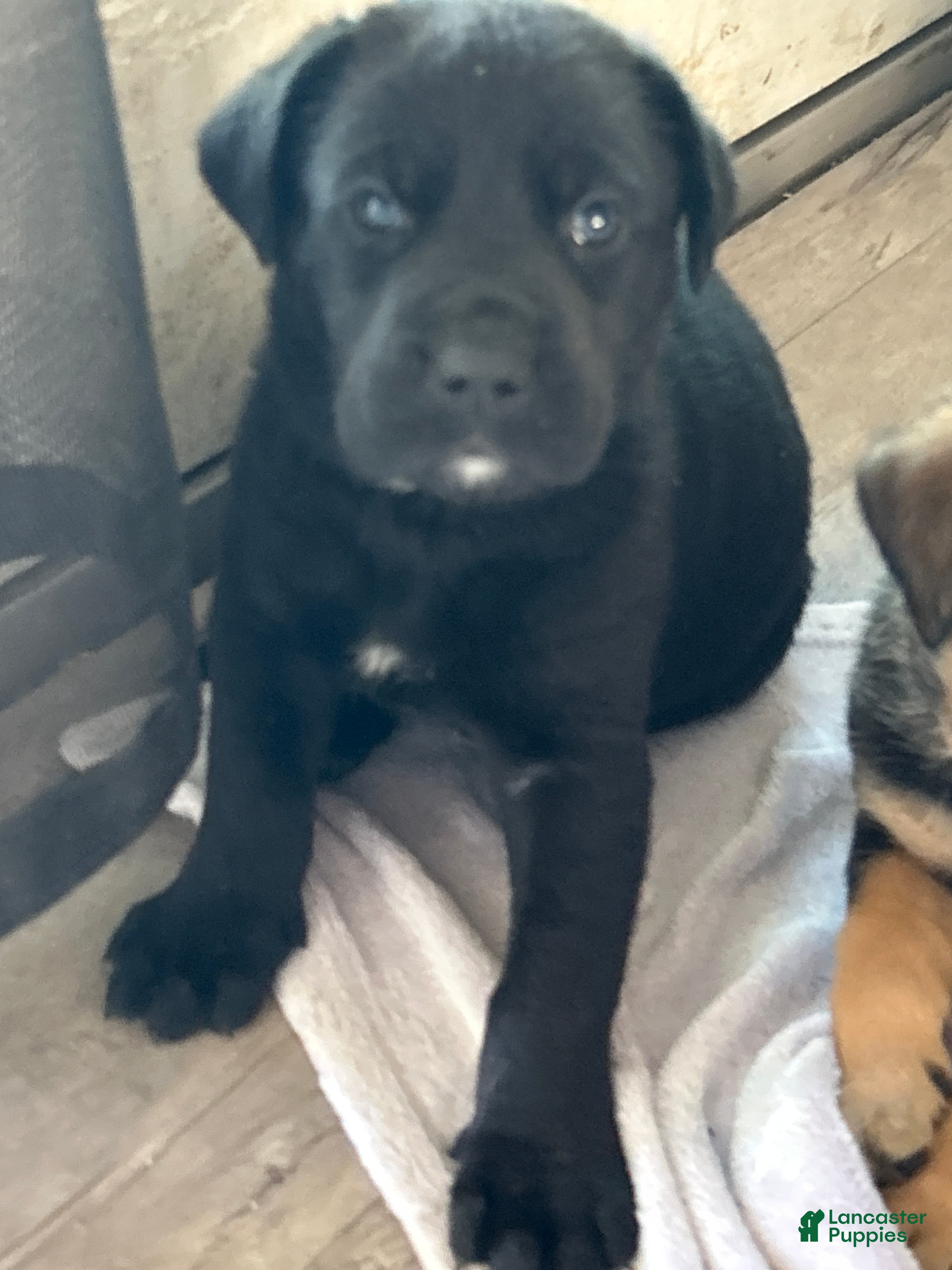 Cane Corso dogs Alfredo aka Diego - Ad 8