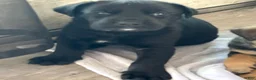 Cane Corso dogs for sale: Alfredo aka Diego - Ad 1
