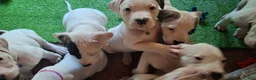 American Bulldog dogs for sale: Diesel  - Ad 3