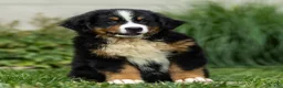 Bernese Mountain Dog dogs for sale: Brady (Genetically Clear) Bernese Mountain Dog  - Ad 16