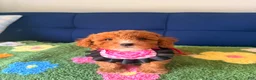 Mini Goldendoodle dogs for sale: coco - Ad 2