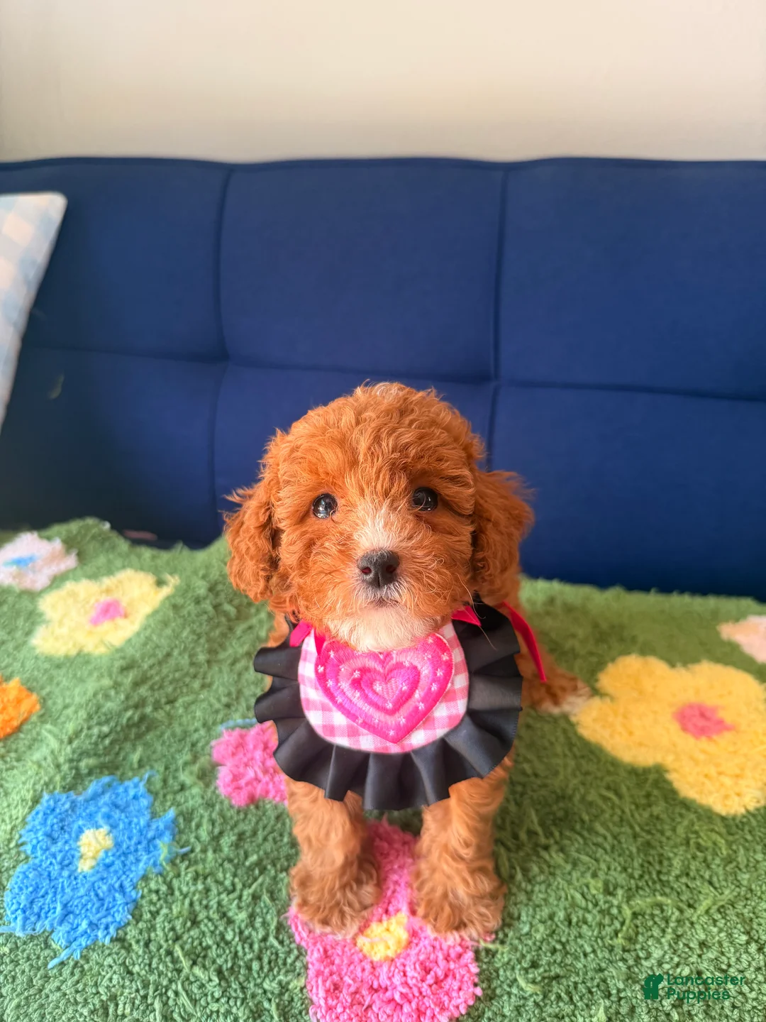 Mini Goldendoodle dogs for sale: coco - Ad 2